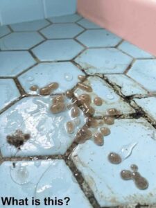 This morning, I walked into the bathroom and found this on the floor.