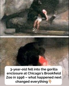 The story of Binti Jua: The gorilla who stunned the world