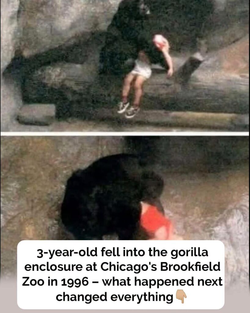 The story of Binti Jua: The gorilla who stunned the world