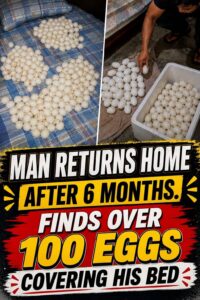 Man Returns Home After Six Months, Shocked to Find More Than 100 Mysterious Eggs Covering His Bed