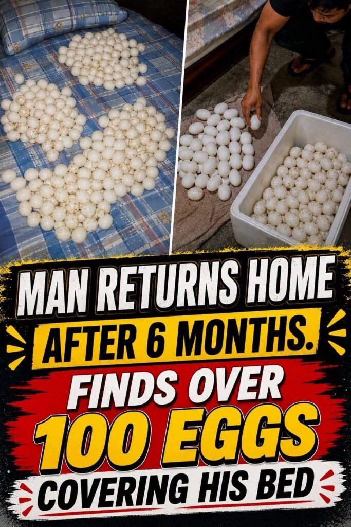 Man Returns Home After Six Months, Shocked to Find More Than 100 Mysterious Eggs Covering His Bed
