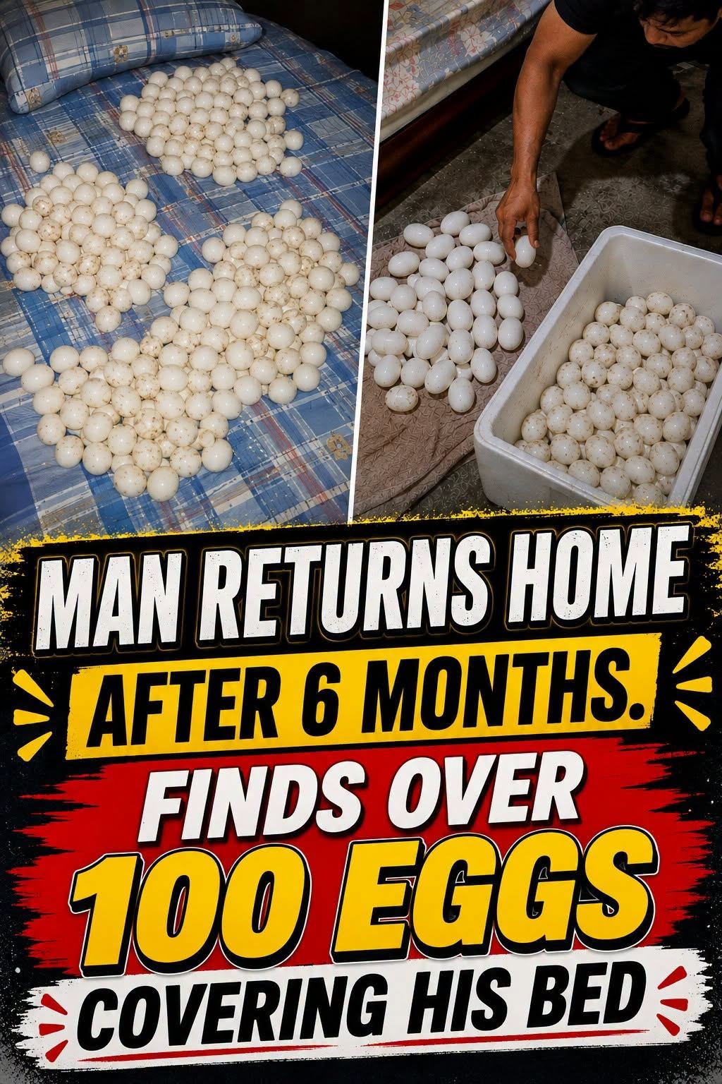 Man Returns Home After Six Months, Shocked to Find More Than 100 Mysterious Eggs Covering His Bed