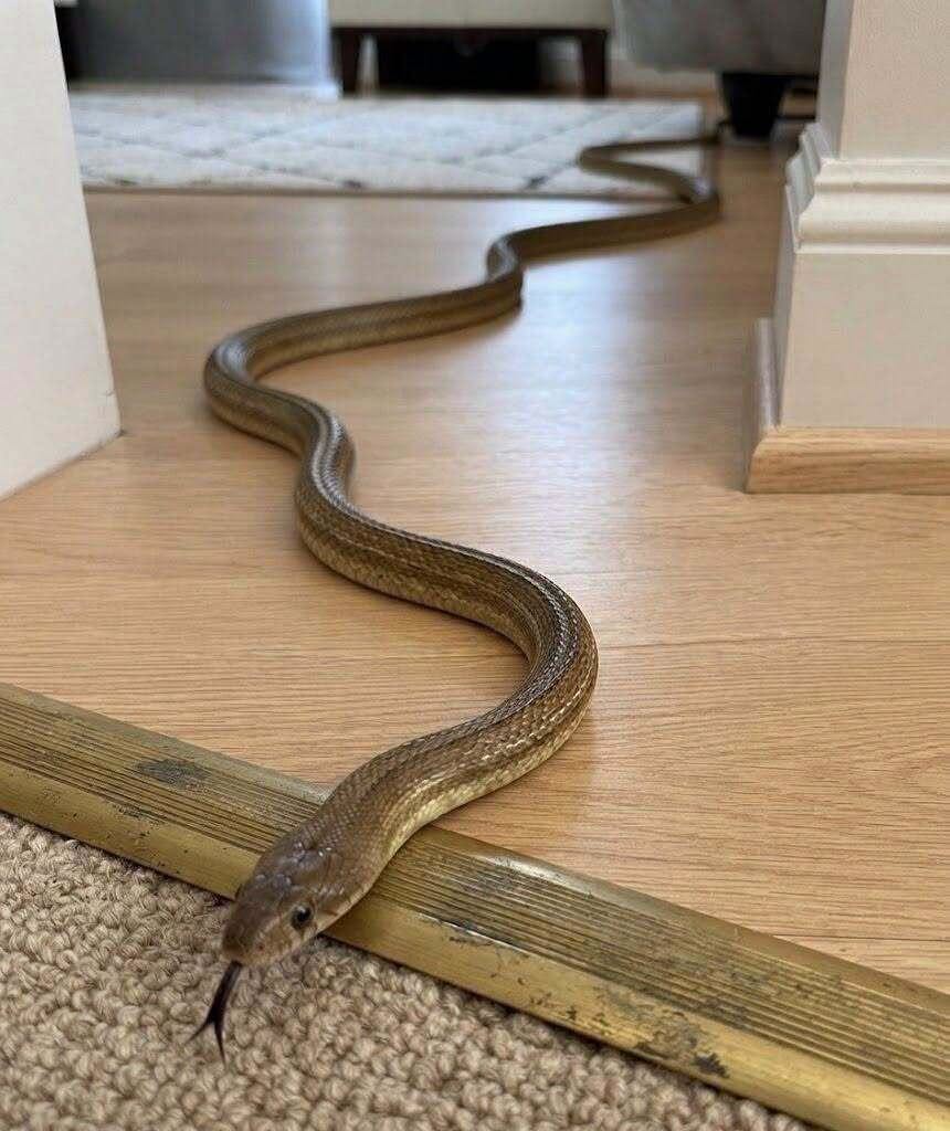 Snake Inside Home: Stay Calm and Act Safely