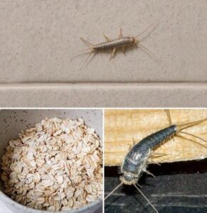 Found Silverfish in Your Home?