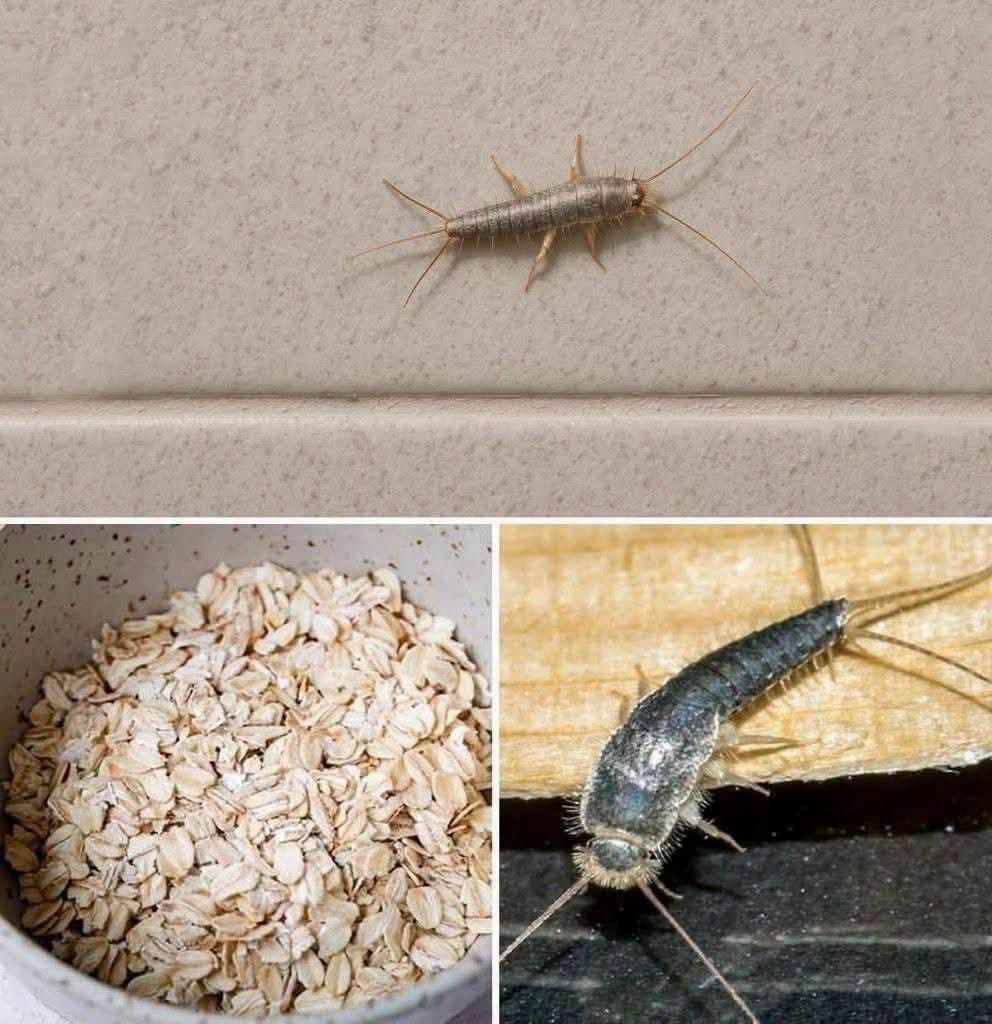 Found Silverfish in Your Home?