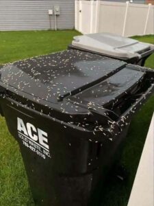 How to Stop Maggots From Taking Over Your Trash Bin