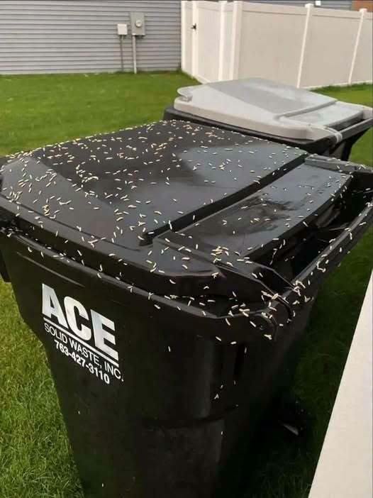 How to Stop Maggots From Taking Over Your Trash Bin