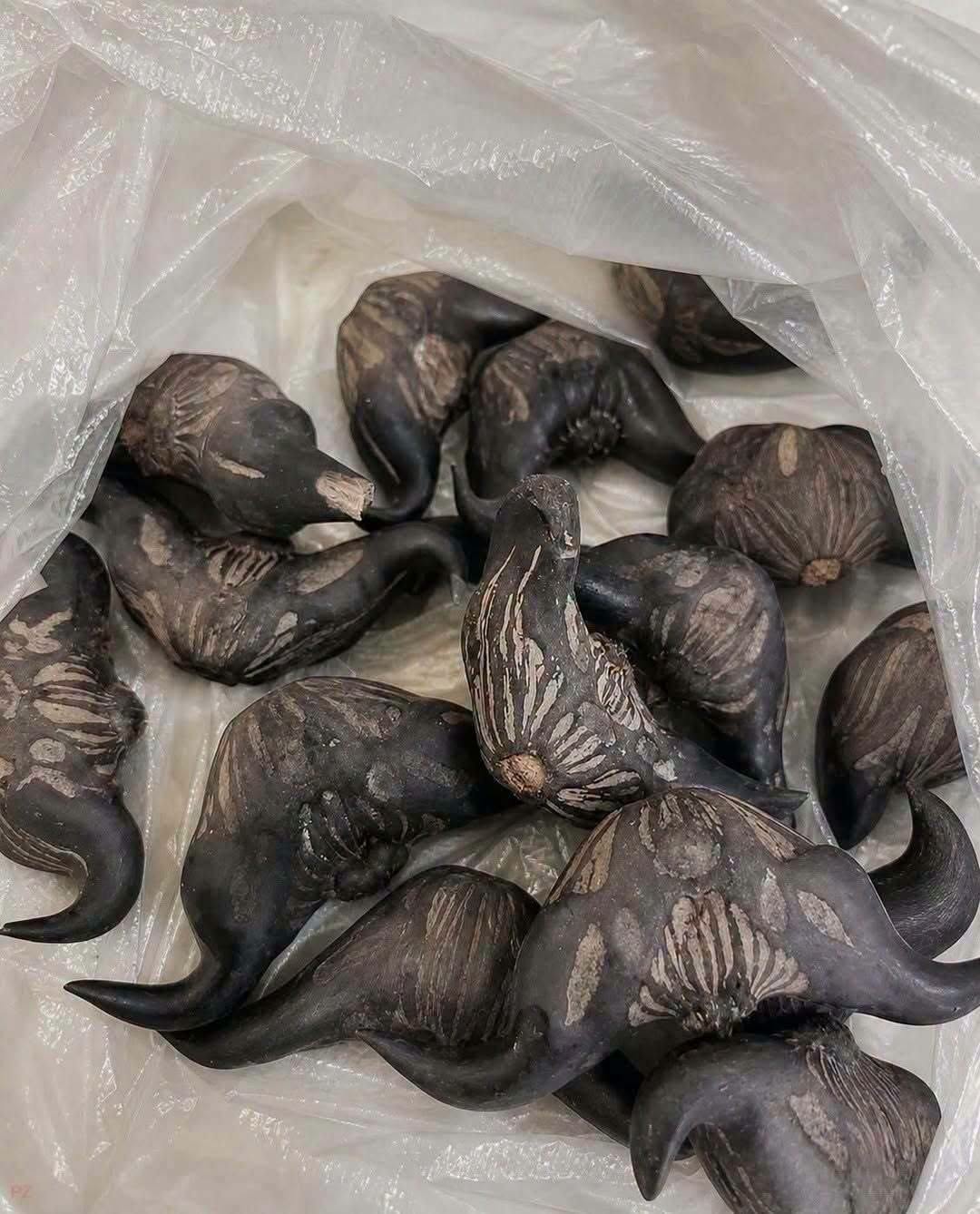 My Neighbor Gave Me These Strange Fruits – Does Anyone Know What They Are?