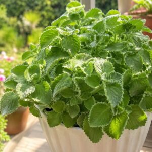 A Scientific Look at Oregano’s Role in Supporting Wellness