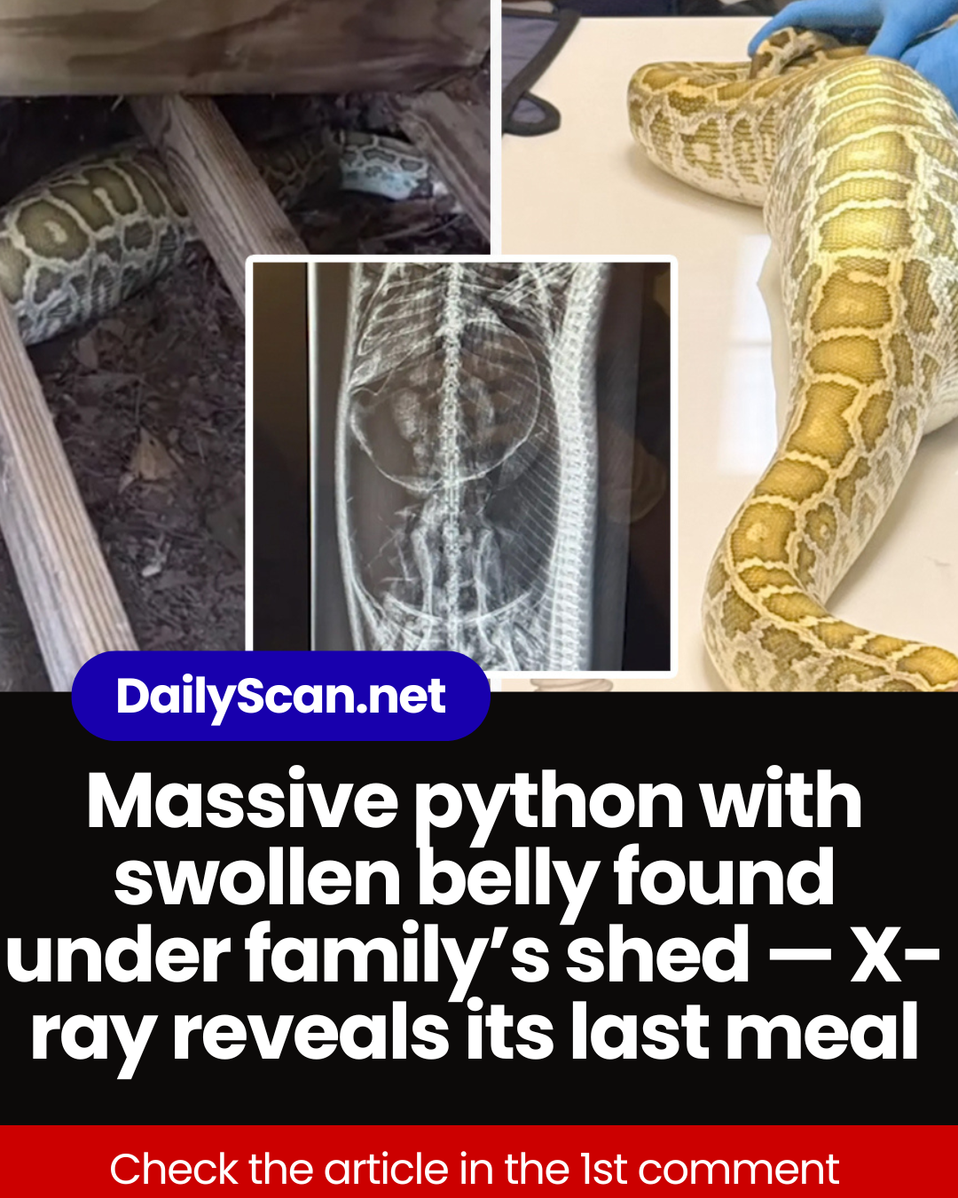 Massive python with swollen belly found under family’s shed — X-ray reveals its last meal