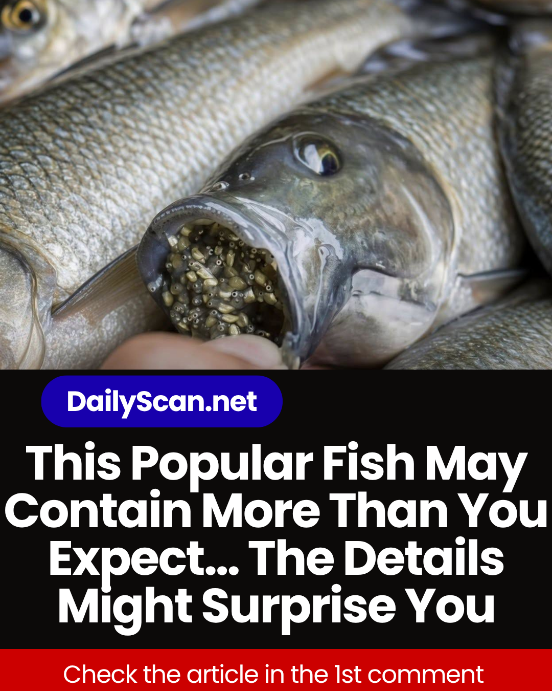 This Popular Fish May Contain More Than You Expect… The Details Might Surprise You
