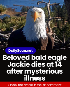 Beloved bald eagle Jackie dies at 14 after mysterious illness