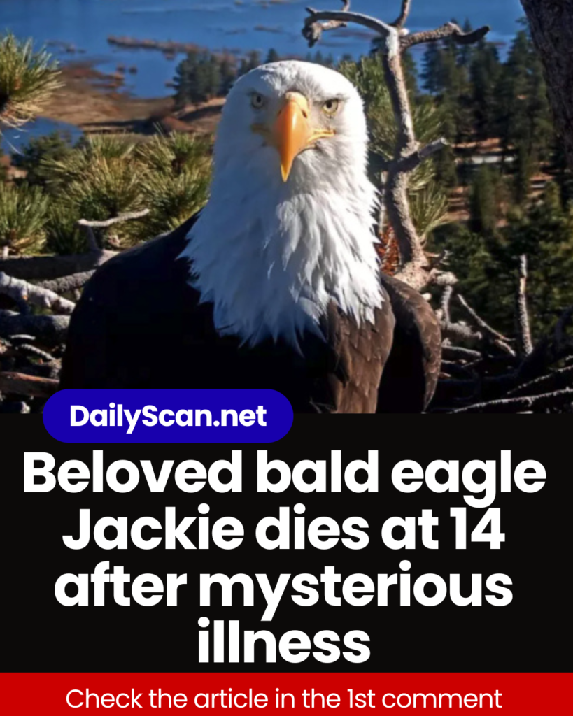 Beloved bald eagle Jackie dies at 14 after mysterious illness