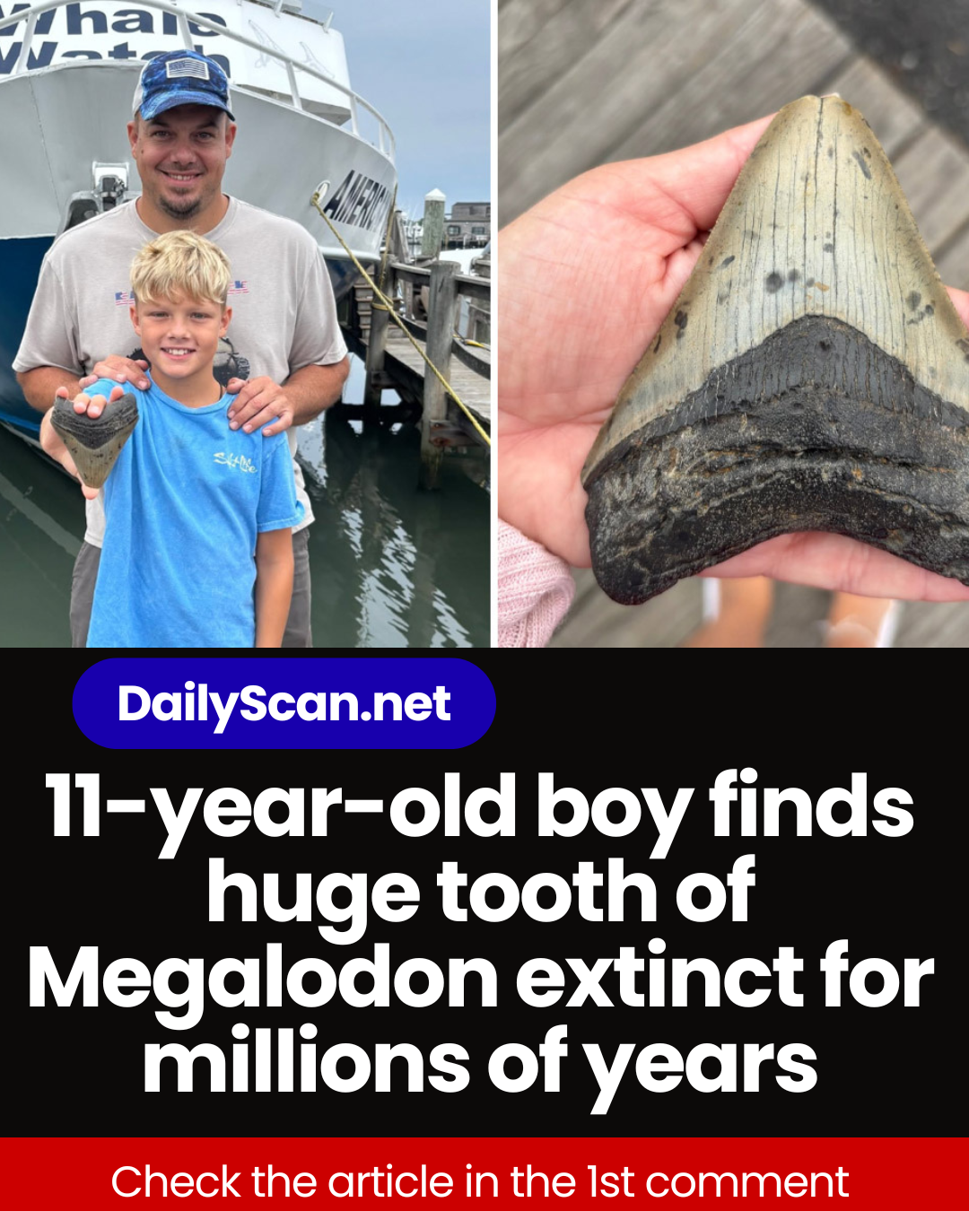 11-year-old boy finds huge tooth of Megalodon extinct for millions of years