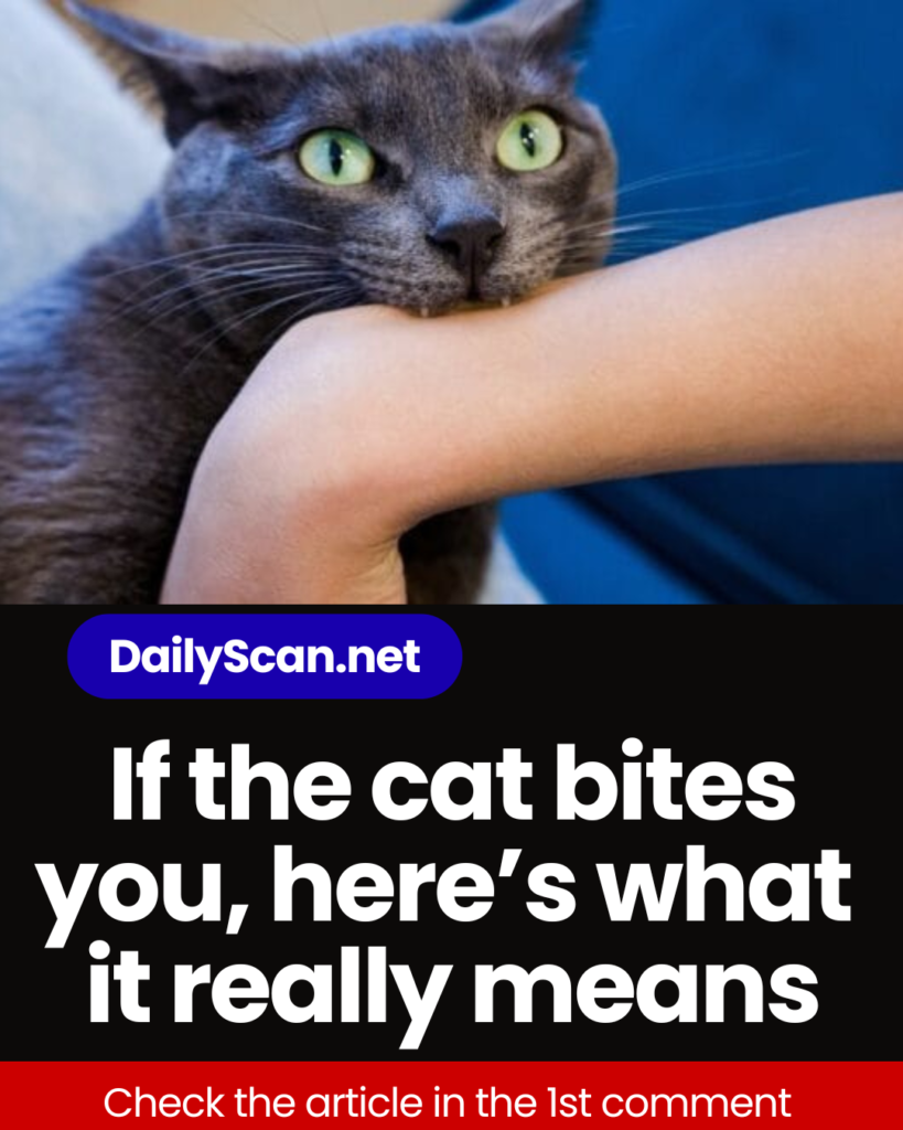 If the cat bites you, here’s what it really means