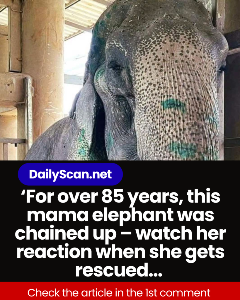 Elephant finally rescued after over 80 years in shackles – finally lays down and rest