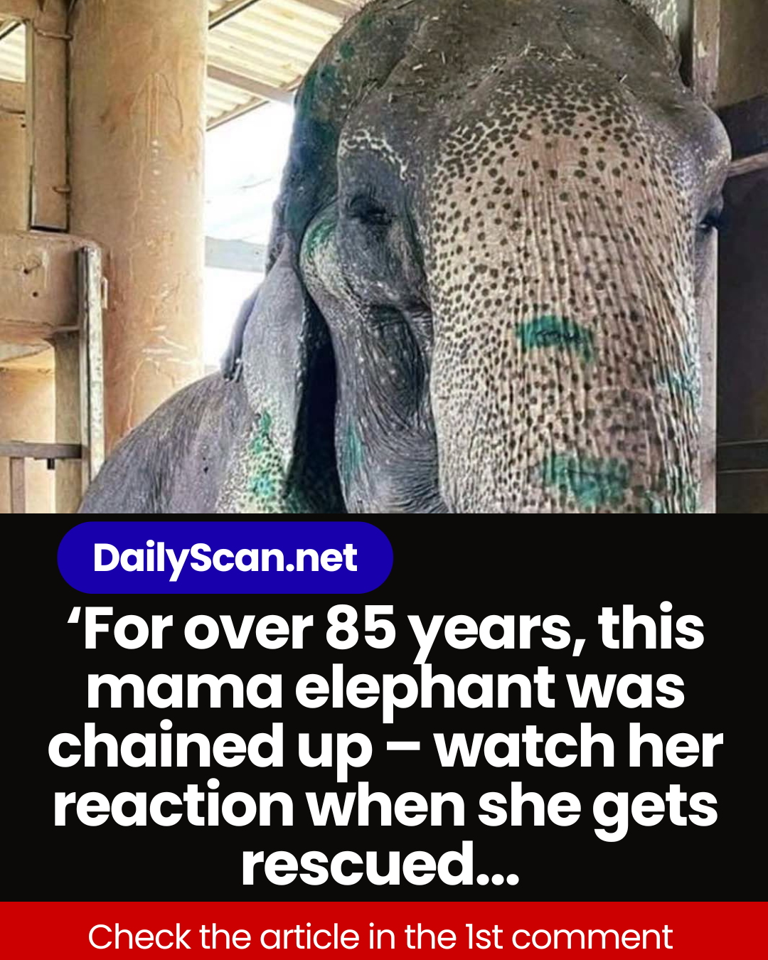 Elephant finally rescued after over 80 years in shackles – finally lays down and rest