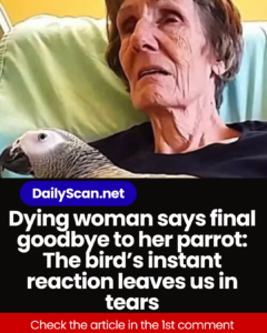 Dying woman says final goodbye to her parrot: The bird’s instant reaction leaves us in tears