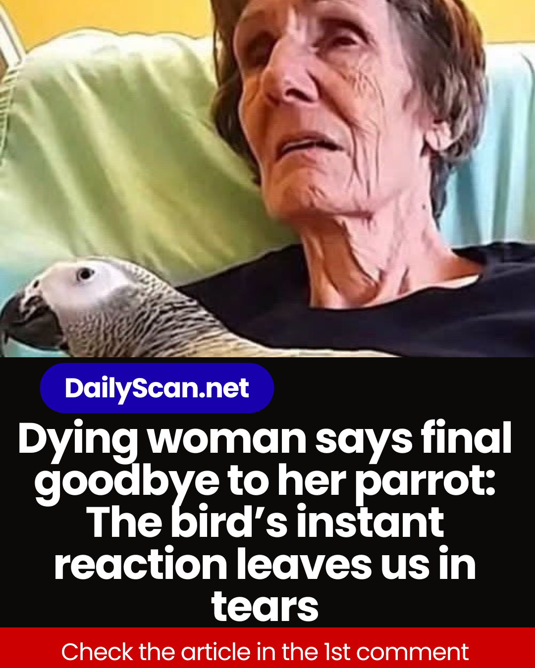 Dying woman says final goodbye to her parrot: The bird’s instant reaction leaves us in tears