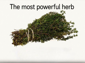 Can One Herb Really Destroy Parasites and Fight Urinary Tract Infections? Here’s What the Science Says