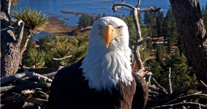 Beloved bald eagle Jackie dies at 14 after mysterious illness