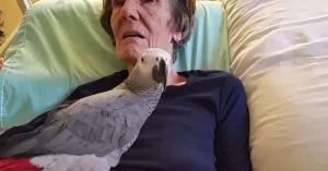 Dying woman says final goodbye to her parrot: The bird’s instant reaction leaves us in tears