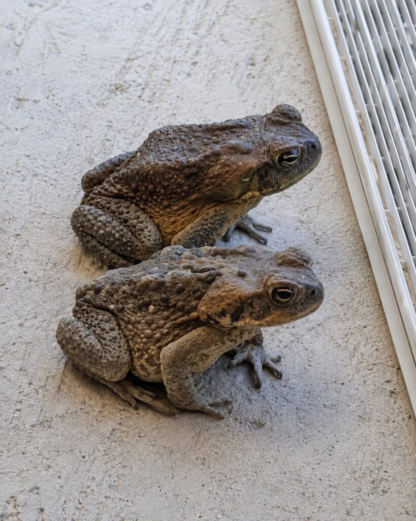 Why Toads Keep Appearing Around Your House: The Scientific Explanation
