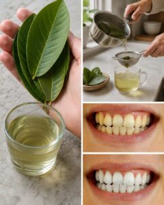Guava Leaf Mouth Rinse: What the Evidence Says—and How to Use It More Safely