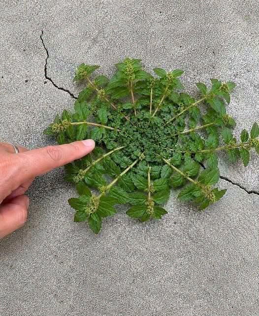 Just one leaf of this plant is worth a gold mine!