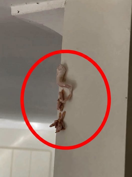 Crunchy Pink Surprise on Wall Whats Really Going on Inside Your Home