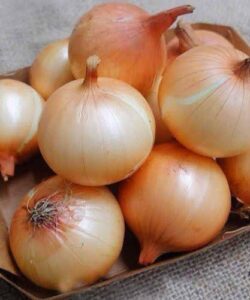 Evidence Based Benefits of Onions Including Nutrition Facts
