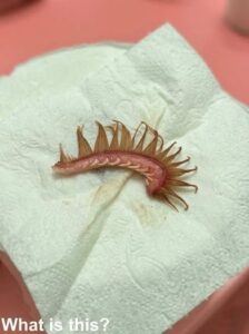 My girlfriend came home after a walk with the dog. Attached to the dog’s fur, we discovered this. We’ve been…