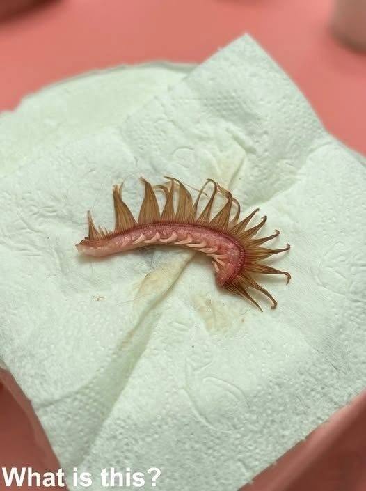 My girlfriend came home after a walk with the dog. Attached to the dog’s fur, we discovered this. We’ve been…
