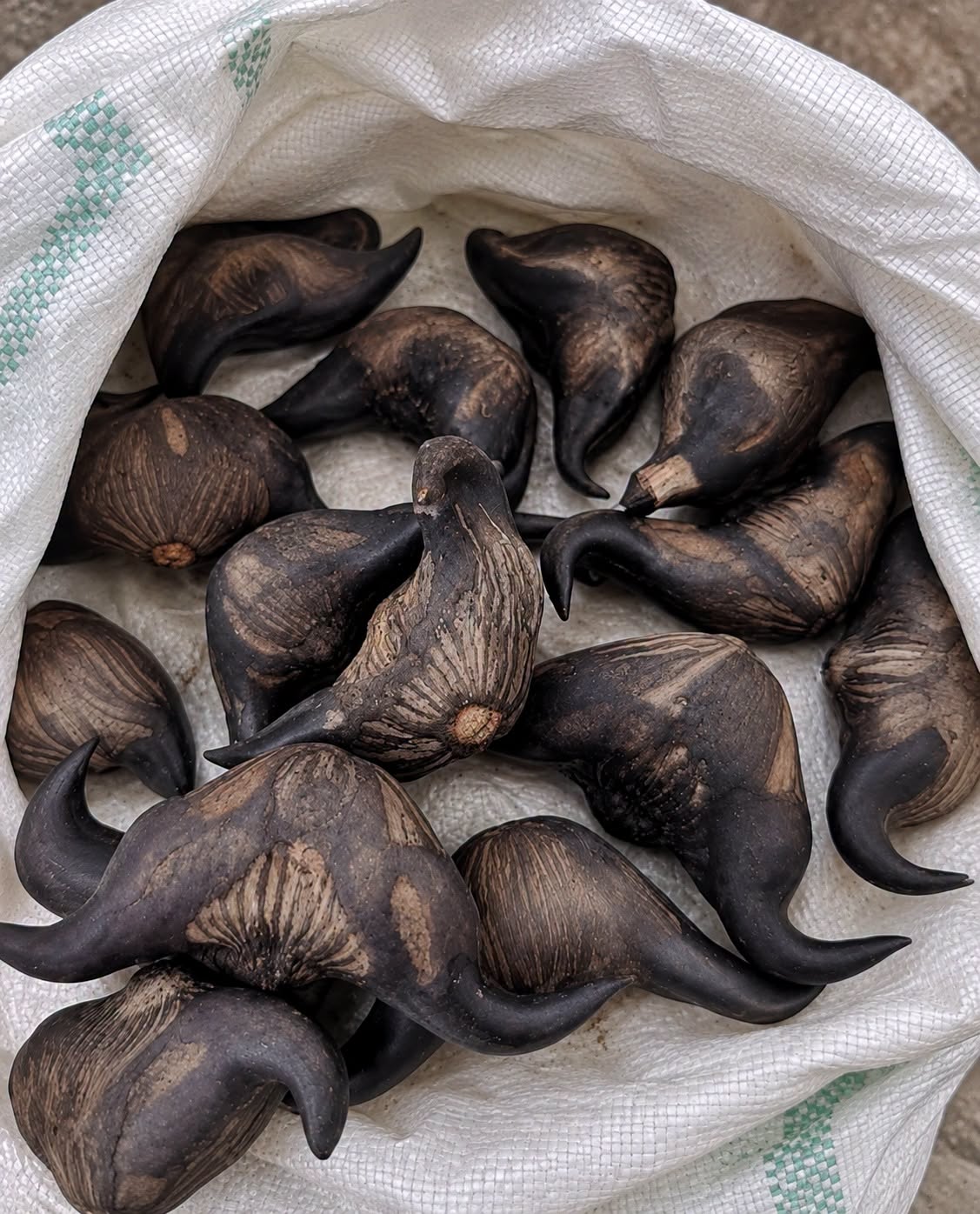 My Neighbor Gave Me These Strange Fruits Does Anyone Know What They Are?
