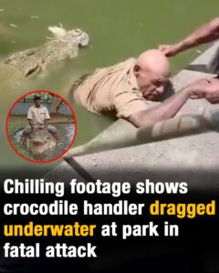 Chilling footage shows crocodile handler dragged underwater at park in fatal attack