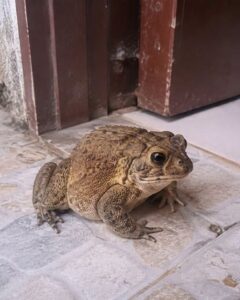 Why a Toad Might Appear in Your Home and What It Could Mean