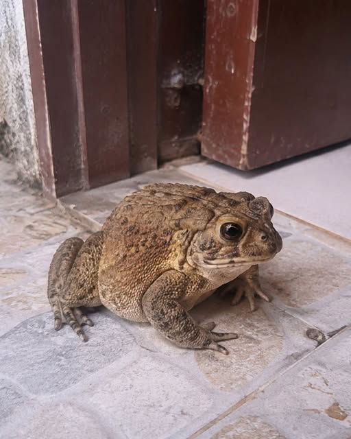 Why a Toad Might Appear in Your Home and What It Could Mean