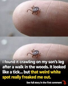 Lone Star Ticks: Why They’re More Dangerous Than Other Tick Species