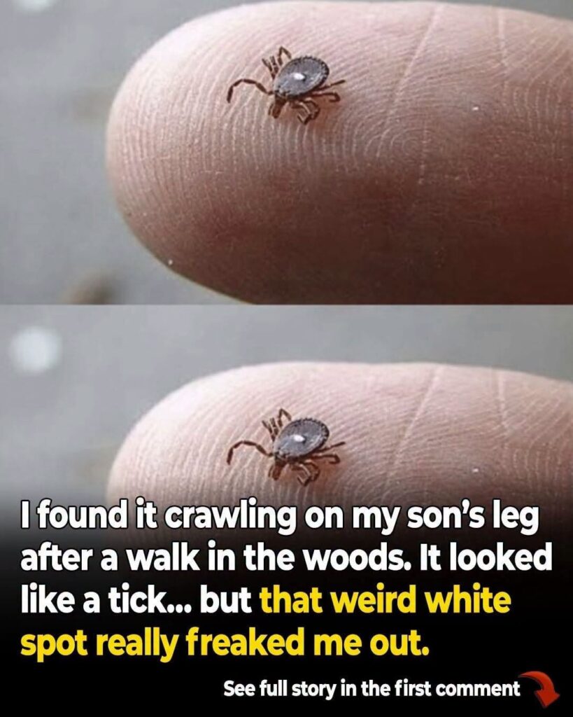 Lone Star Ticks: Why They’re More Dangerous Than Other Tick Species