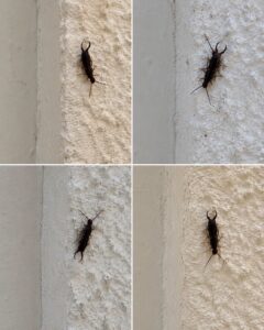 If You Find This Insect in Your Home, Here’s What It Could Mean