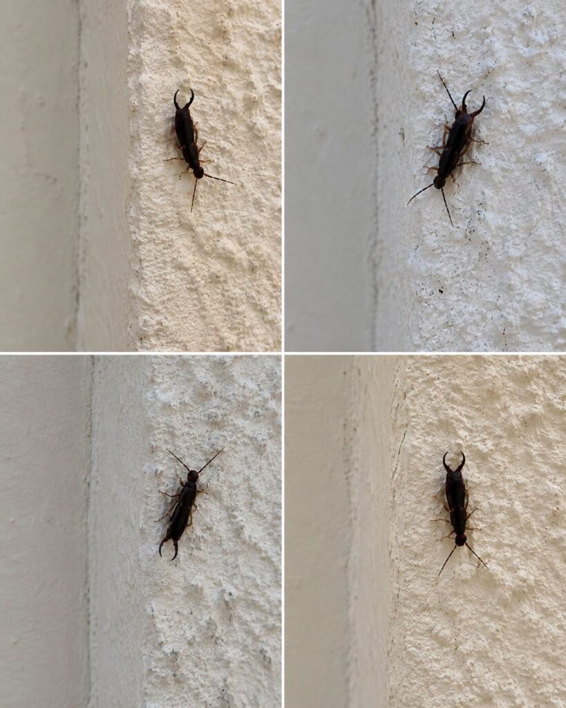 If You Find This Insect in Your Home, Here’s What It Could Mean