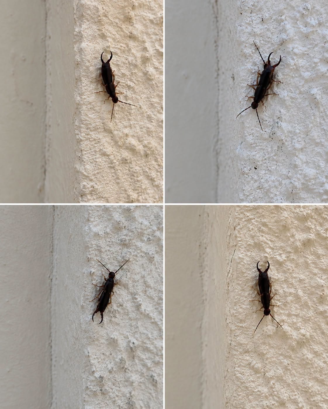 If You Find This Insect in Your Home, Here’s What It Could Mean