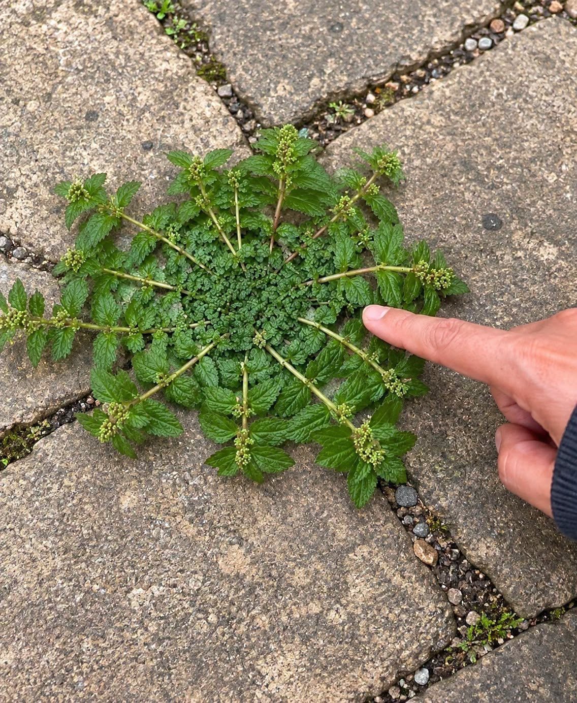 Just one leaf of this plant is worth a gold mine!