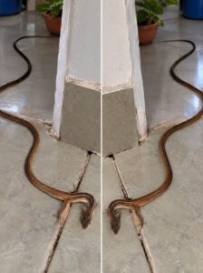 When a Snake Enters Your Home: What It Really Means and What You Should Do