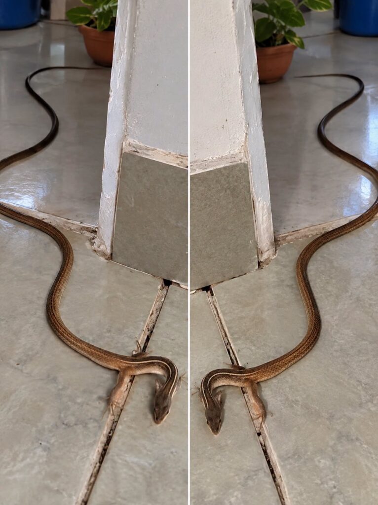 When a Snake Enters Your Home: What It Really Means and What You Should Do