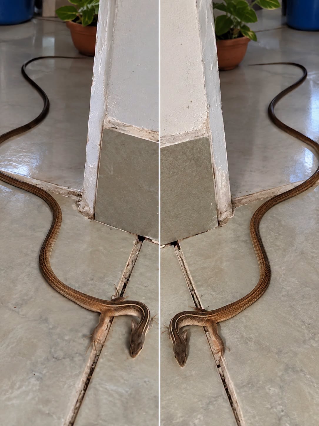 When a Snake Enters Your Home: What It Really Means and What You Should Do