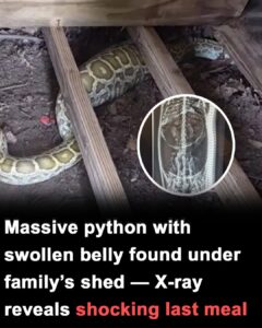 Massive python with swollen belly found under family’s shed — X-ray reveals its last meal