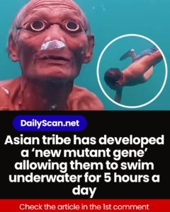 Asian tribe has developed a ‘new mutant gene’ allowing them to swim underwater for 5 hours a day