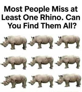 Most People Miss at Least One Rhino. Can You Find Them All?
