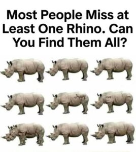 Most People Miss at Least One Rhino. Can You Find Them All?